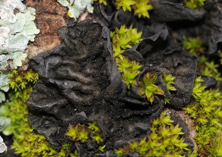Licheni di Vallombrosa